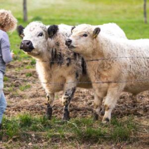 Cows Can Recognize Familiar Human Faces, New Study Finds