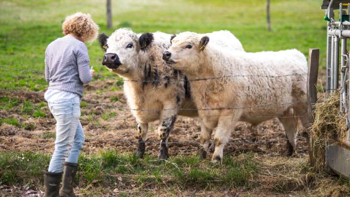 Cows Can Recognize Familiar Human Faces, New Study Finds