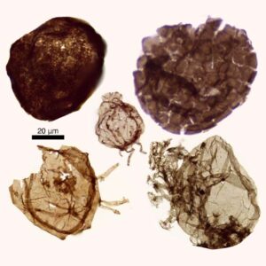 Study: Early Complex Life Forms Were Bottom-Dwellers
