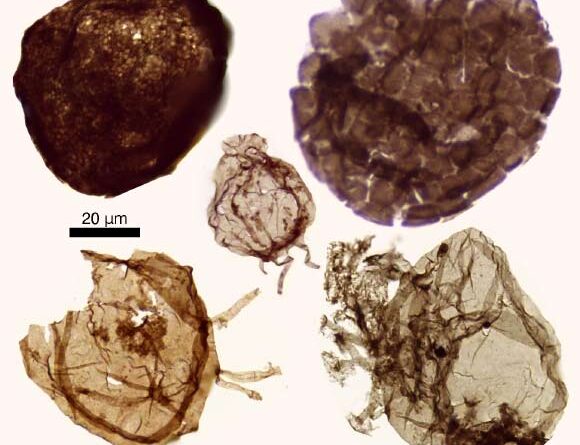 Study: Early Complex Life Forms Were Bottom-Dwellers