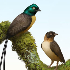 Cretaceous Bird from China Had Pair of Tail Feathers Twice as Long as Its Body