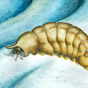 490-Million-Year-Old Arthropod Fossil Fills Puzzling Gap in Fossil Record