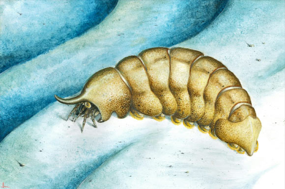 490-Million-Year-Old Arthropod Fossil Fills Puzzling Gap in Fossil Record