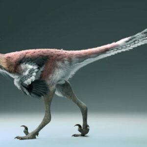 New Dinosaur Species from Argentina May Have Specialized in Catching Fish