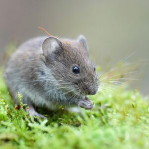 Scientists got mouse eyes to perform photosynthesis ‪—‬ and no, they didn’t turn green