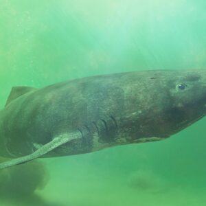 First whole-genome sequence of a Greenland shark holds clues to their extreme longevity