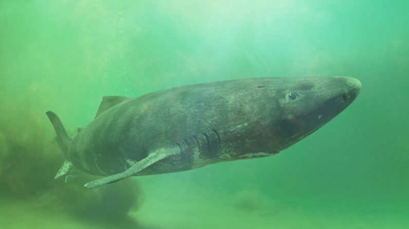 First whole-genome sequence of a Greenland shark holds clues to their extreme longevity