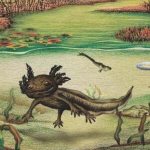 New Species of Fossil Axolotl Unearthed in Mexico