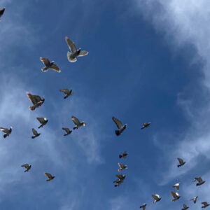 Pigeons May Sense Earth’s Magnetic Field Using Superparamagnetic Immune Cells in Their Livers