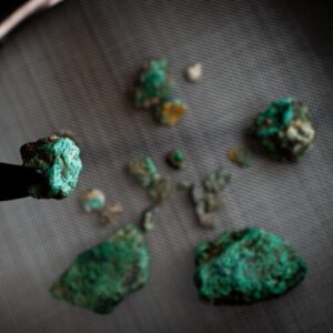Why cats prefer silver vine to catnip and other May highlights