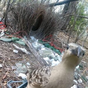 Male bowerbirds hope to dazzle females with bright human-made items