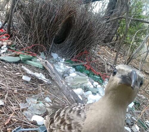 Male bowerbirds hope to dazzle females with bright human-made items