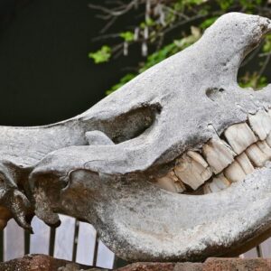 If I had a hammer… it might actually be a rhino tooth