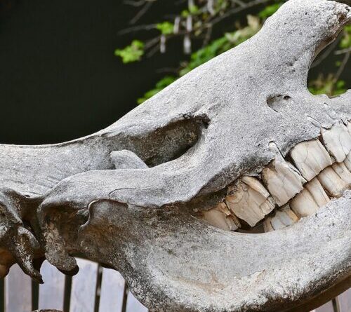 If I had a hammer… it might actually be a rhino tooth