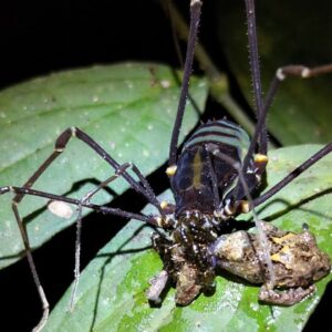 Daddy longlegs may be capturing and devouring frogs in the tropical forests of South America