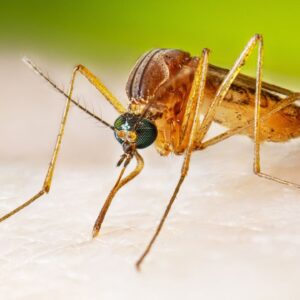 Google wants to release 64 million bacteria-riddled mosquitoes across California and Florida. Here’s why scientists are enthusiastic.
