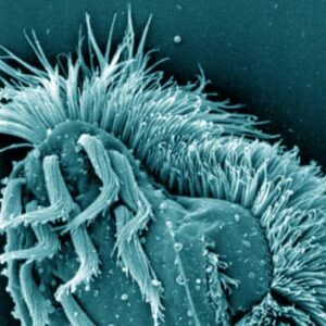 When Food Runs Short, This Single-Celled Organism Turns into Giant Cannibal to Survive