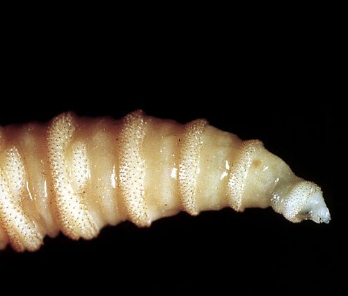 Flesh-eating screwworm infection confirmed in South Texas, USDA says
