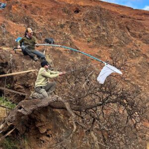 Scientists race to collect the last seeds from a critically endangered tree before it goes extinct
