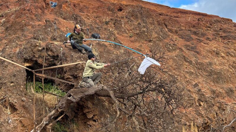 Scientists race to collect the last seeds from a critically endangered tree before it goes extinct