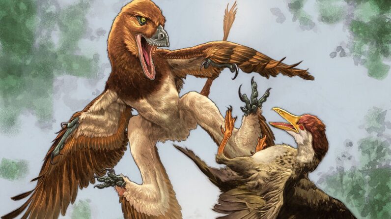 New Velociraptor cousin was a ‘4-winged’ dragon that hunted prey from the trees of ancient China, fossil find hints