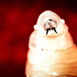 Flesh-eating screwworm found in Texas cow. Are humans at risk?