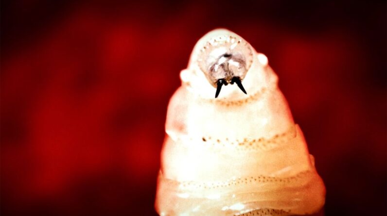 Flesh-eating screwworm found in Texas cow. Are humans at risk?