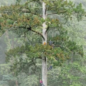 After Decade-Long Hunt, Scientists Find East Asia’s Tallest Tree