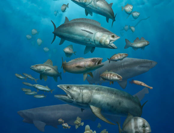 Fish Fossils from Early Paleocene Fill 10-Million-Year Gap after Dinosaur Extinction