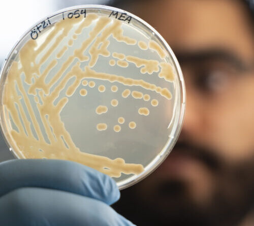 Some ancient microbes frozen with Ötzi the Iceman are still growing