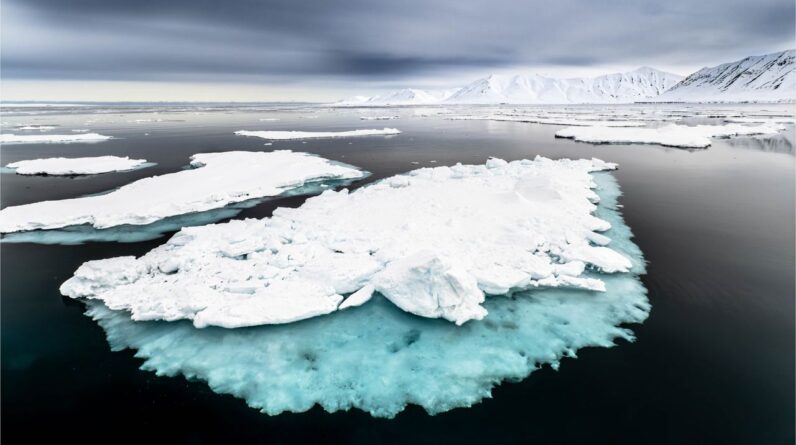 Sea ice loss in the Arctic has triggered a critical tipping point that’s destroying the food chain