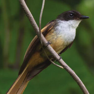 Ornithologists Describe New Bird Species from Remote Indonesian Islands