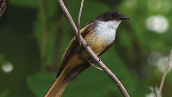 Ornithologists Describe New Bird Species from Remote Indonesian Islands