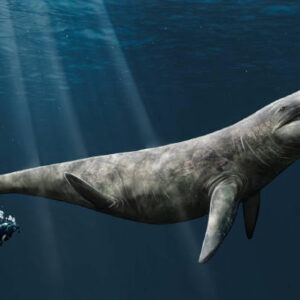 Jurassic Pliosaur Liopleurodon Was Big, but Not as Big as Once Feared