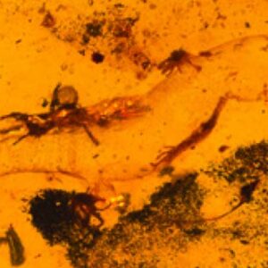 Oldest Known Male Gecko Found Preserved in Kachin Amber