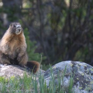 ‘We’re trying this out of frustration’: Marmots star in OnlyFans account as researchers desperately look for ways to raise funds amid US budget cuts