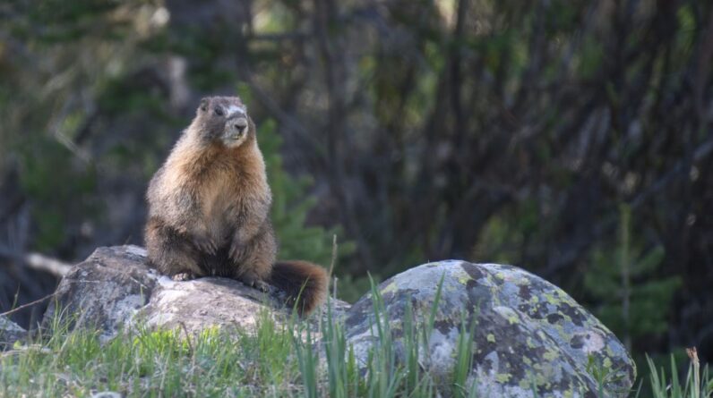 ‘We’re trying this out of frustration’: Marmots star in OnlyFans account as researchers desperately look for ways to raise funds amid US budget cuts