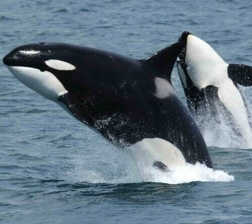 Orcas team up to ram sunfish until they explode