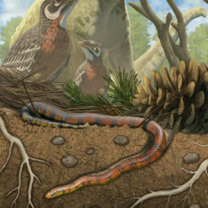 Did Early Snakes Burrow, Swim or Crawl? 80‑Million‑Year‑Old Fossil Suggests: All Three