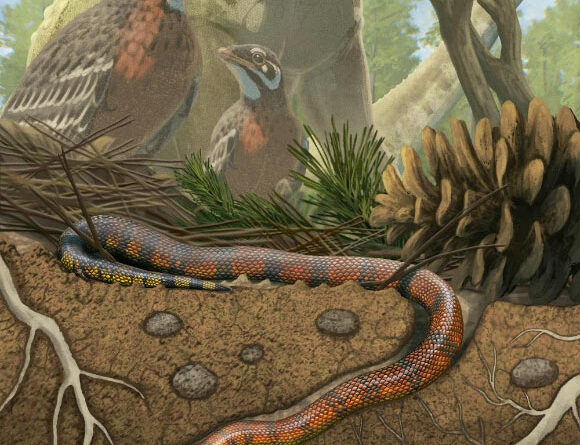 Did Early Snakes Burrow, Swim or Crawl? 80‑Million‑Year‑Old Fossil Suggests: All Three