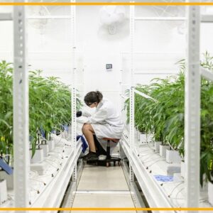 ‘Rescheduling’ cannabis would ease restrictions on science, opening the door to the largest investment in cannabis research we’ve seen to date