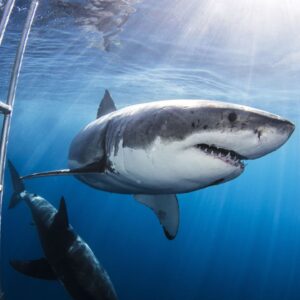 How to watch ‘Shark Week’ 2026 — schedule, dates & episodes
