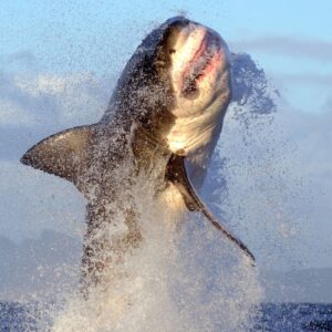 How to watch ‘Air Jaws: Red, White and Breach’ – stream ‘Shark Week’ 2026 from anywhere