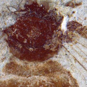 Japanese Fossil Bee Fills Two-Million-Year Gap in Honeybee History