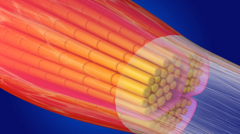 Scientists may have found a clue to prevent muscles from aging, study hints