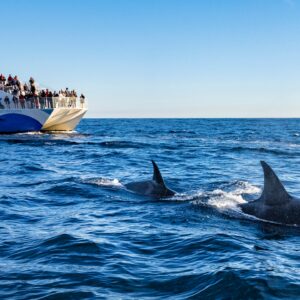 Killer whales sink another boat off the coast of Spain — why are they still doing this after 6 years?