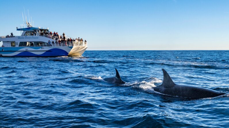 Killer whales sink another boat off the coast of Spain — why are they still doing this after 6 years?