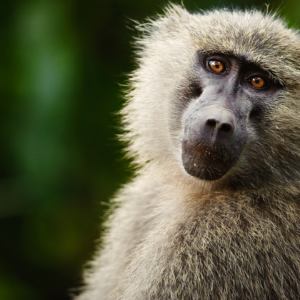 Monkeys have a basic intuition for geometry, study suggests