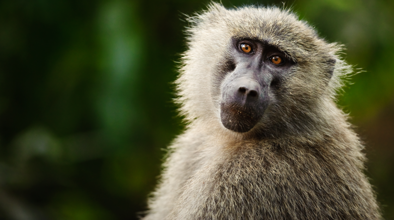 Monkeys have a basic intuition for geometry, study suggests