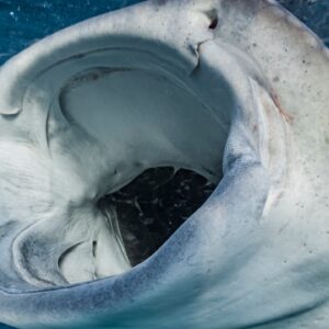Scientists put cameras on whale sharks for the first time and saw something they’d never seen before